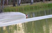 Skiing on the Murray River